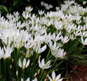 zephyranthes candida