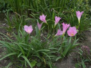 zephyranthes rosea